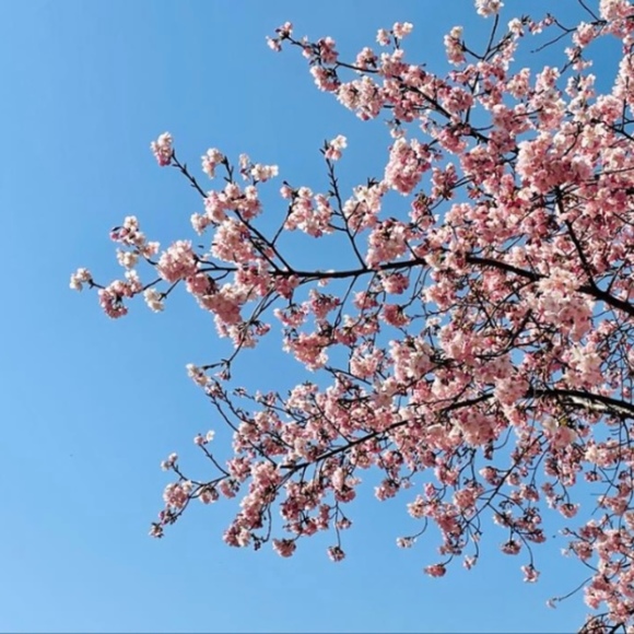 Meet your Posher, Audrey - Picture 1 of 1